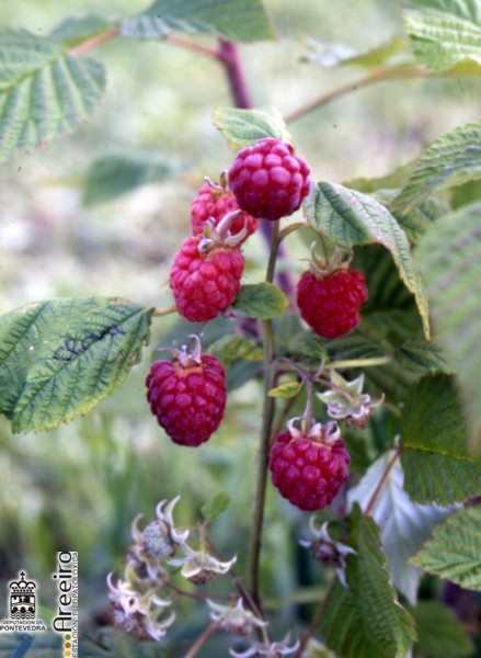 Frambuesa - Raspberry - Framboesa (Rubus idaeus L.) >> Frambuesa (Rubus idaeus L.) - Fruto en la planta.jpg